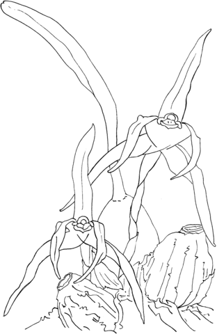 Maxillaria Nigrescens Orchid Coloring Page